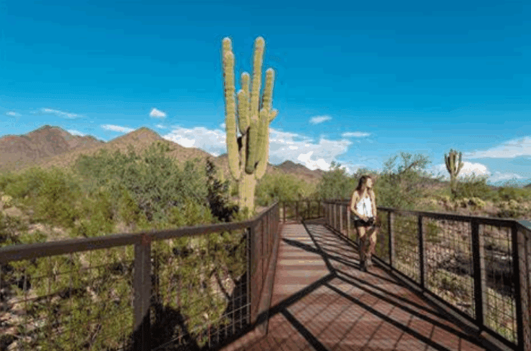 Experience the McDowell Sonoran Preserve in Perfect Hiking Weather