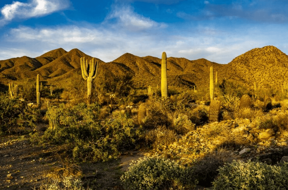 The Ultimate Scottsdale Visitor’s Guide: Your Gateway to Luxury and Adventure