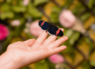 An iamge of a butterfly on a hand. 