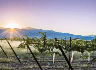 The Scottsdale Wine Trail 