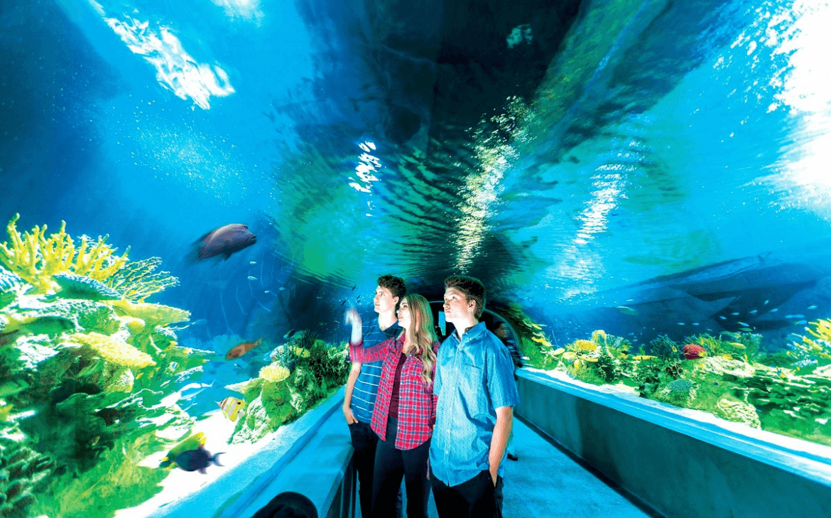 OdySea Aquarium is home to over 30,000 different animals.