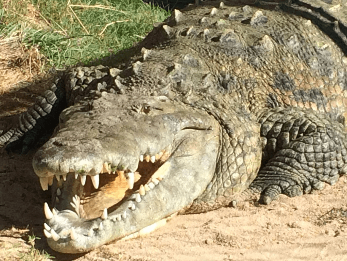 Phoenix Herpetological Sanctuary