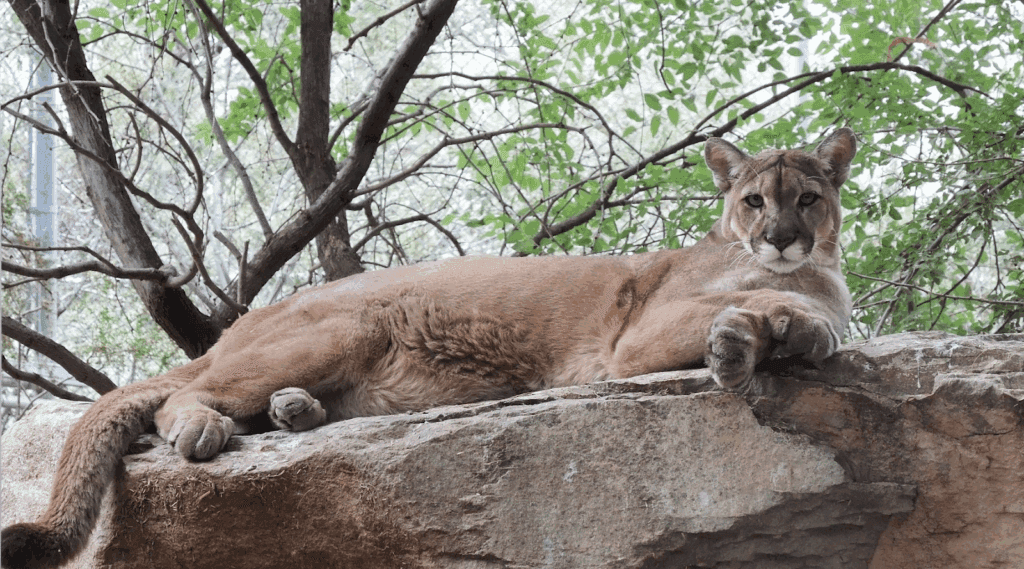 Southwest Wildlife Conservation Center