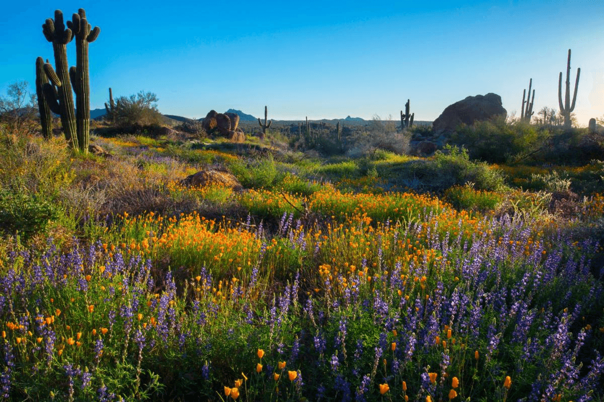 Colorful wildflowers bloom in a desert setting.
