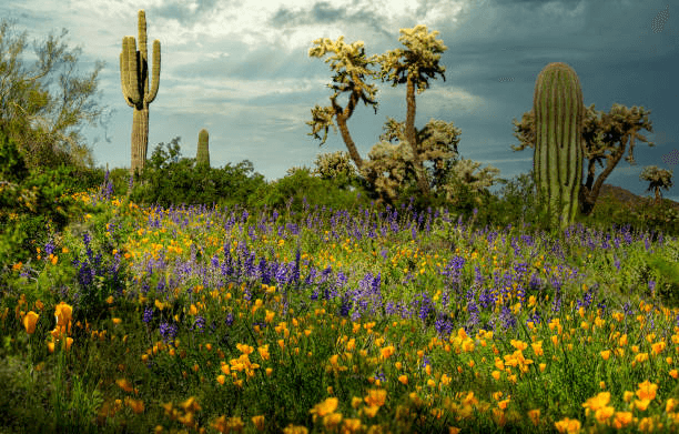 The diverse flora found in the McDowell Sonoran Preserve.