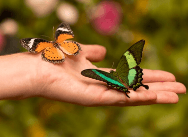 An image of a hand with two butterflies resting on it.