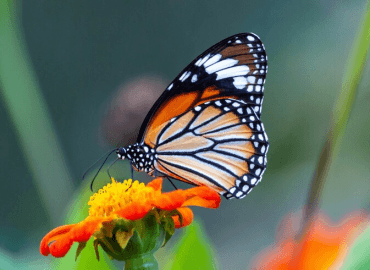 The Ultimate Guide to Butterfly Wonderland Scottsdale
