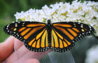An image of a monarch butterfy.