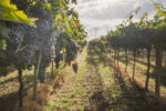 An image of grapes on a vine in a vineyard.