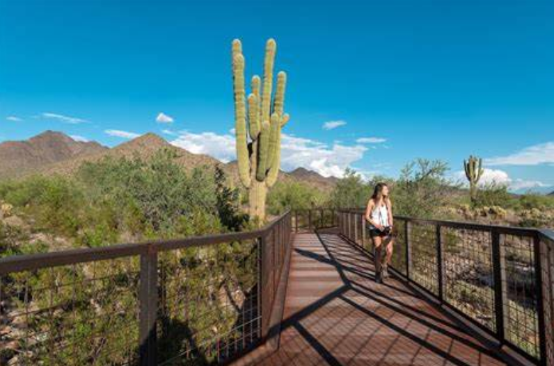 Experience the McDowell Sonoran Preserve in Perfect Hiking Weather