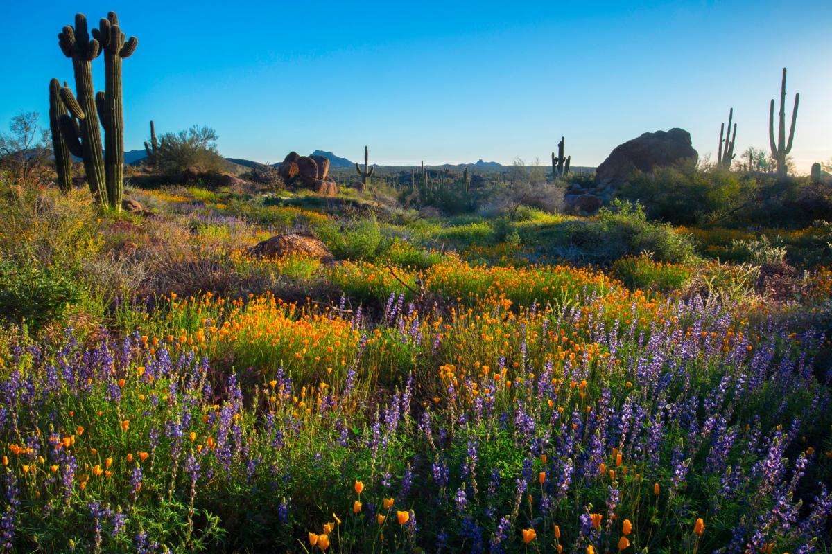 Colorful wildflowers bloom in a desert setting. 