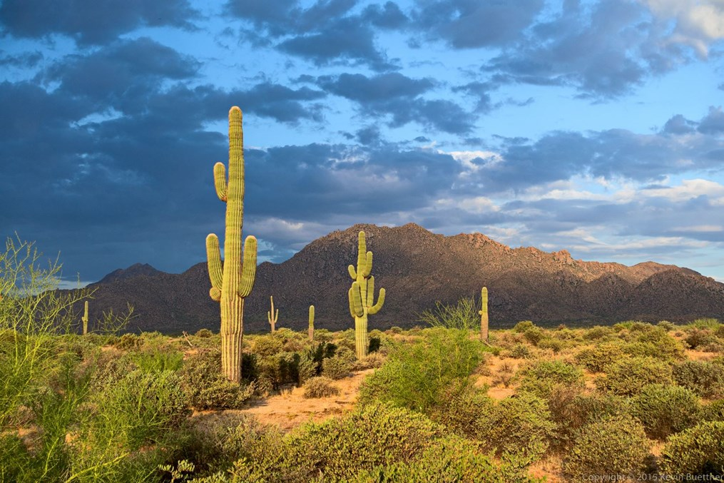 The stunning McDowell Mountains surrounded by cacti and desert landscape.
