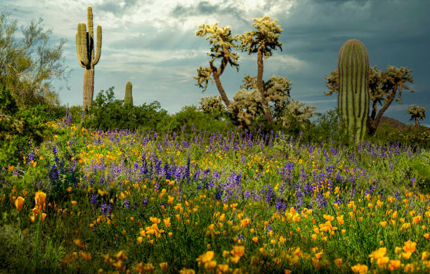 The diverse flora found in the McDowell Sonoran Preserve. 