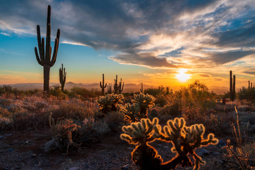 An image of an Arizona sunset in the desert