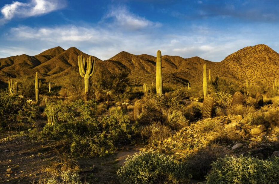 Scottsdale Visitor's Guide