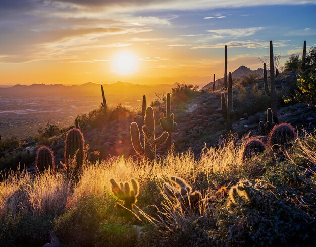 McDowell Sonoran Preserve