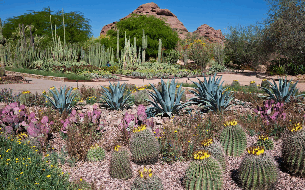 Desert Botanical Garden
