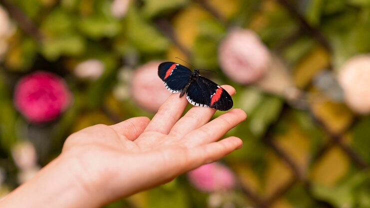 An iamge of a butterfly on a hand.