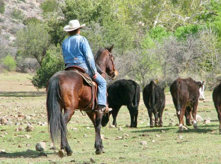 Arizona Cowboy College