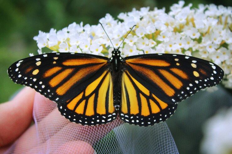 An image of a monarch butterfy. 