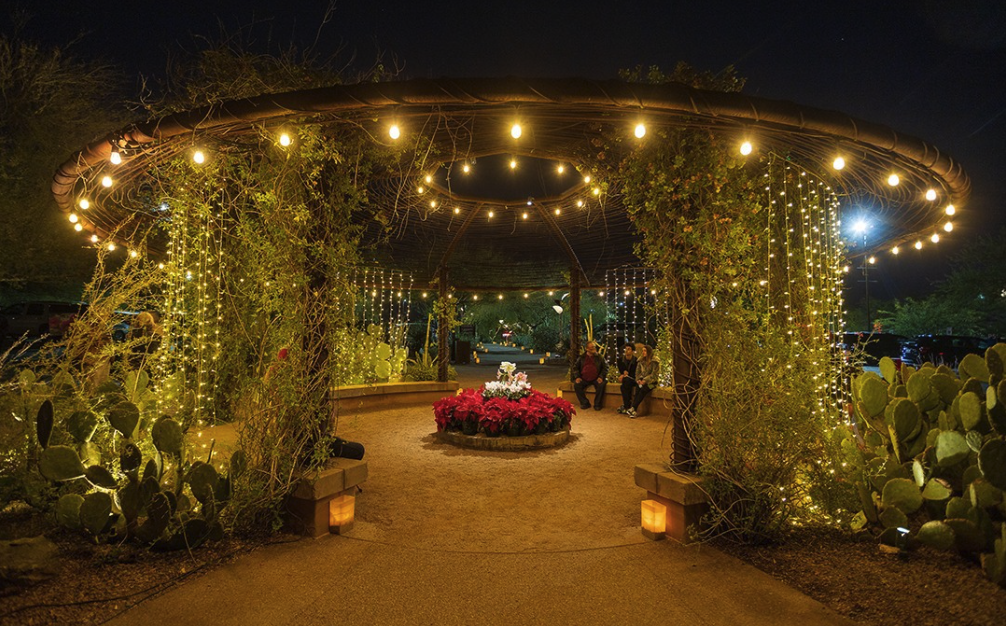 Desert Botanical Garden's Christmas lights.