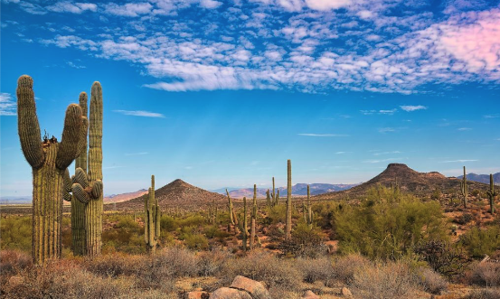The McDowell Sonoran Preserve in Scottsdale.