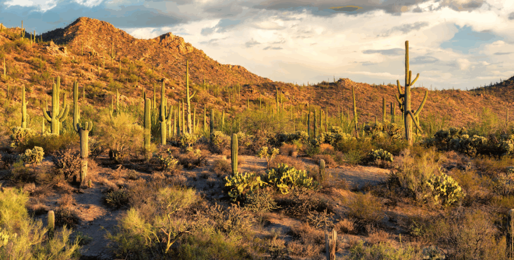 An image of Saguaro National Park in Tucson. 