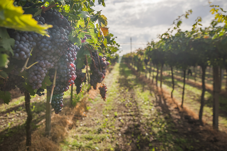 An image of grapes on a vine in a vineyard. 