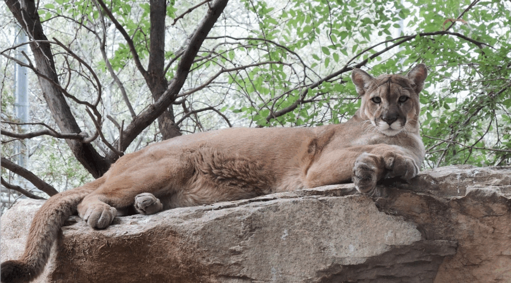 Southwest Wildlife Conservation Center